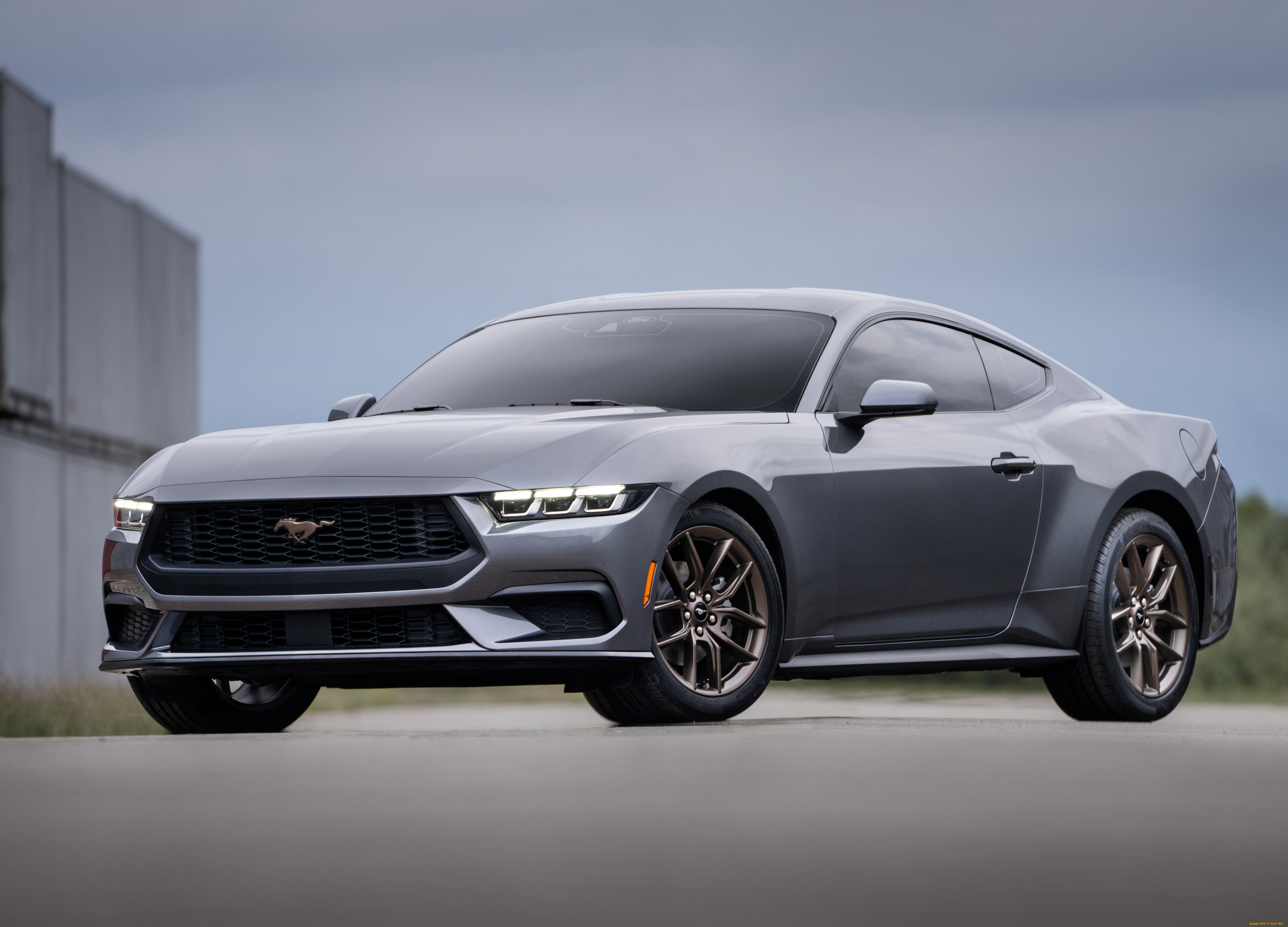 , mustang